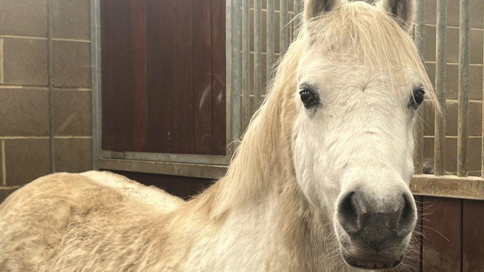 Pregnant white mare in stable