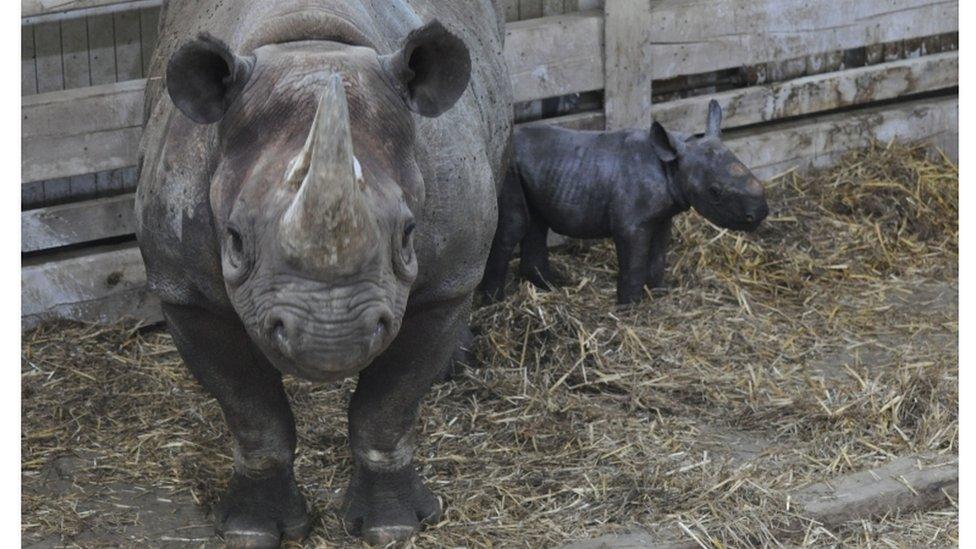 two black rhinos