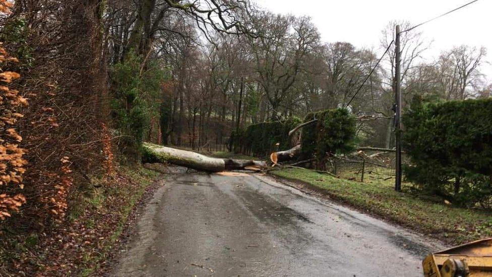 A fallen tree in between Llan and Bont Dolgadfan in Powys