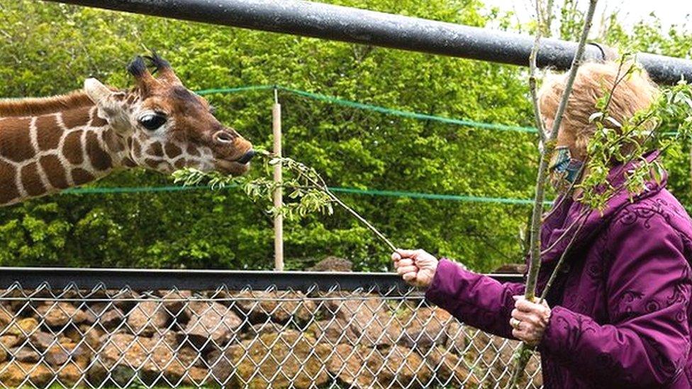 Margaret Keenan feeding her giraffe namesake