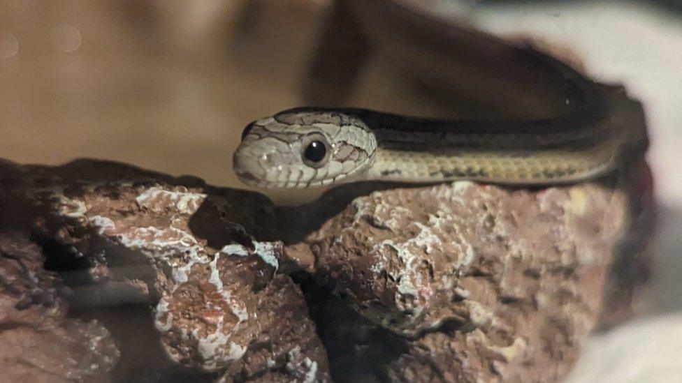 Corn snake on rock