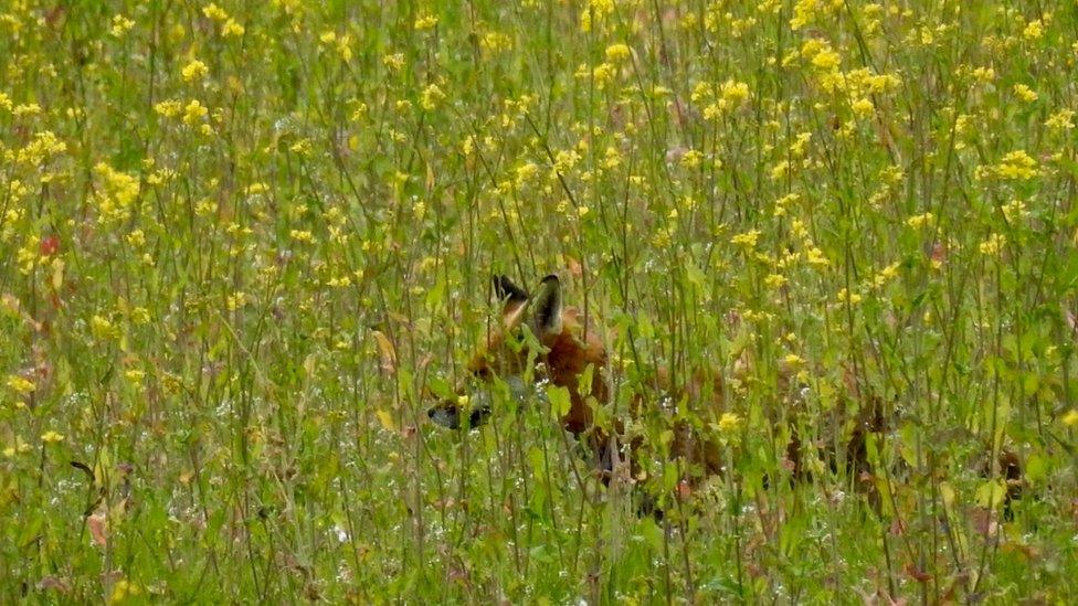 A fox hunting small rodents among the oilseed rape in Besselsleigh