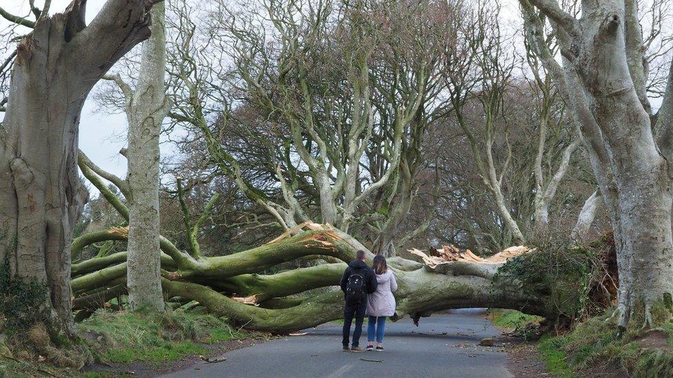 A couple stand in front of a fallen tree at the Dark Hedges