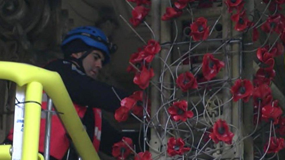 worker puts poppies up