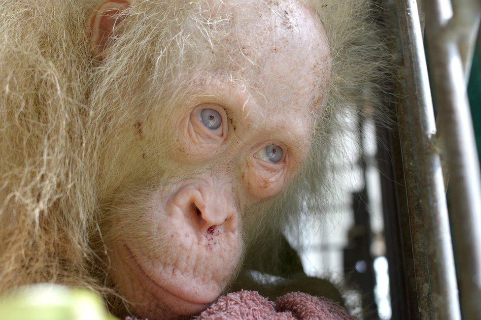 This handout picture taken on April 30, 2017 and released on May 2, 2017 by the Borneo Orangutan Survival Foundation shows a rare albino orangutan that was saved from villagers in Kapuas Hulu, on the Indonesian side of Borneo islan