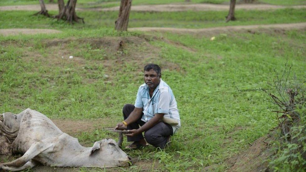 Indian Dalit, Sombhai Chamar, 50, puts down his tools for skinning cattle while sitting beside a dead cow on the outskirts of Bhuvaldi village of Ahmedabad district on July 29, 2016.