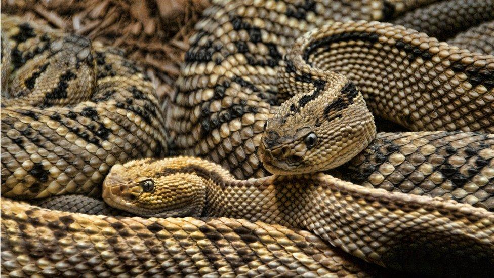 two rattlesnakes.