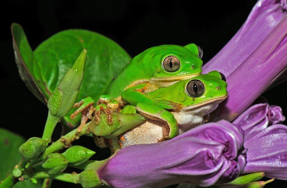 Two frogs