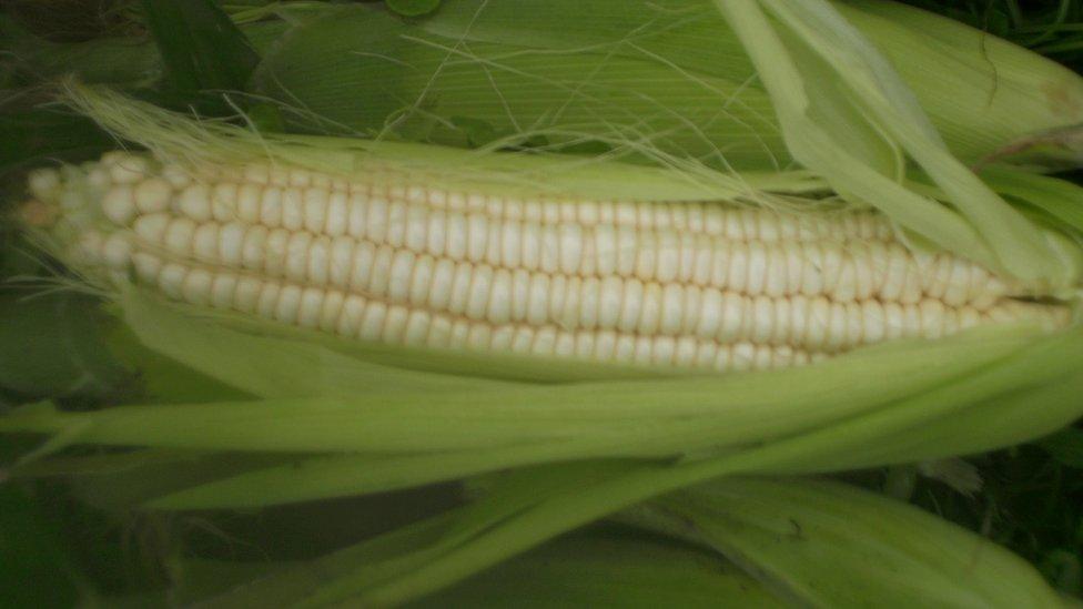 White maize