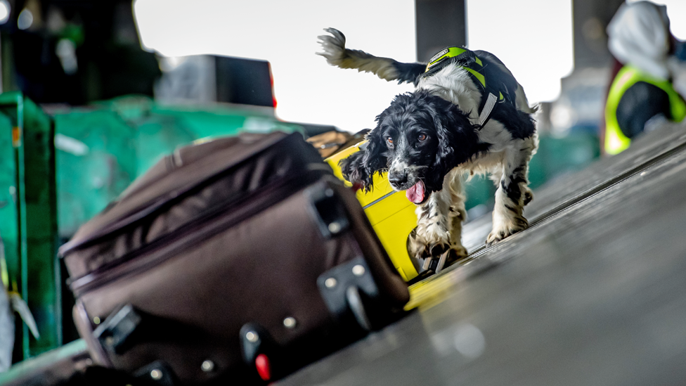 A springer spaniel on a conveyor belt at Jomo Kenyatta International Airport sniffing luggage - Nairobi, Kenya