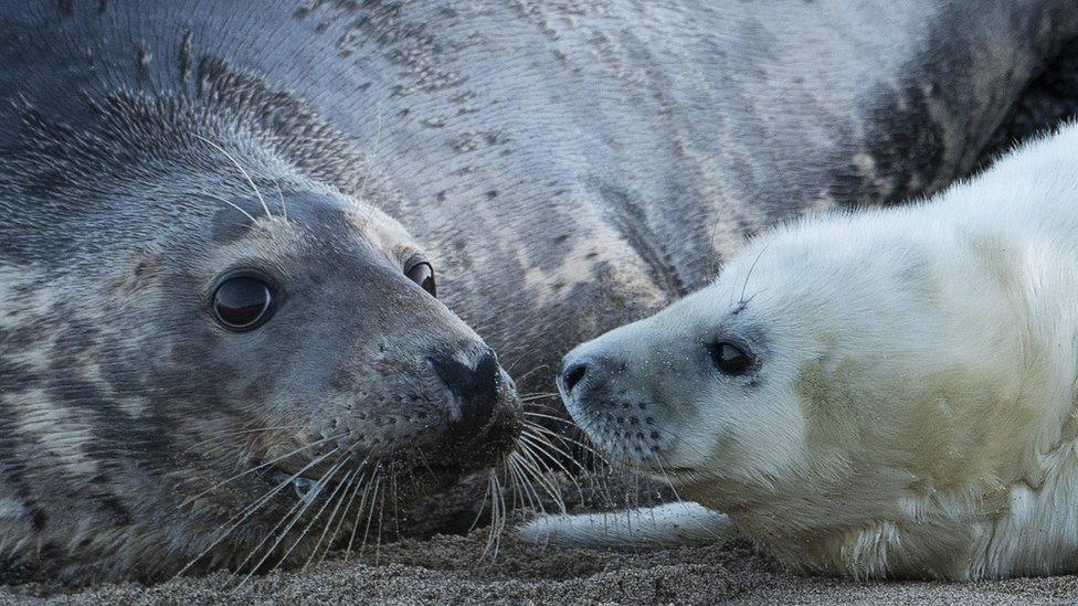 Farne Island grey seals