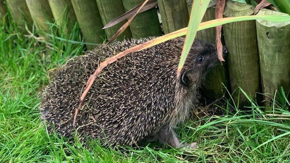 Lady the hedgehog, whose toes are missing