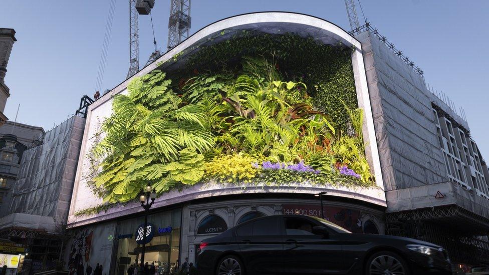 David Attenborough on screen at Piccadilly Circus