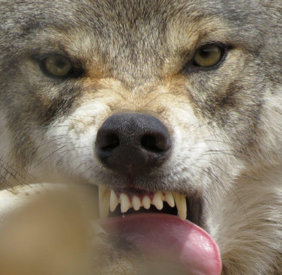 Snarling wolf close up