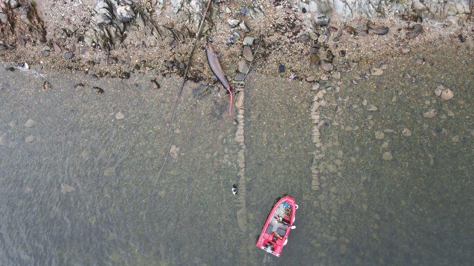 Drone footage of whale's recovery on the Clyde