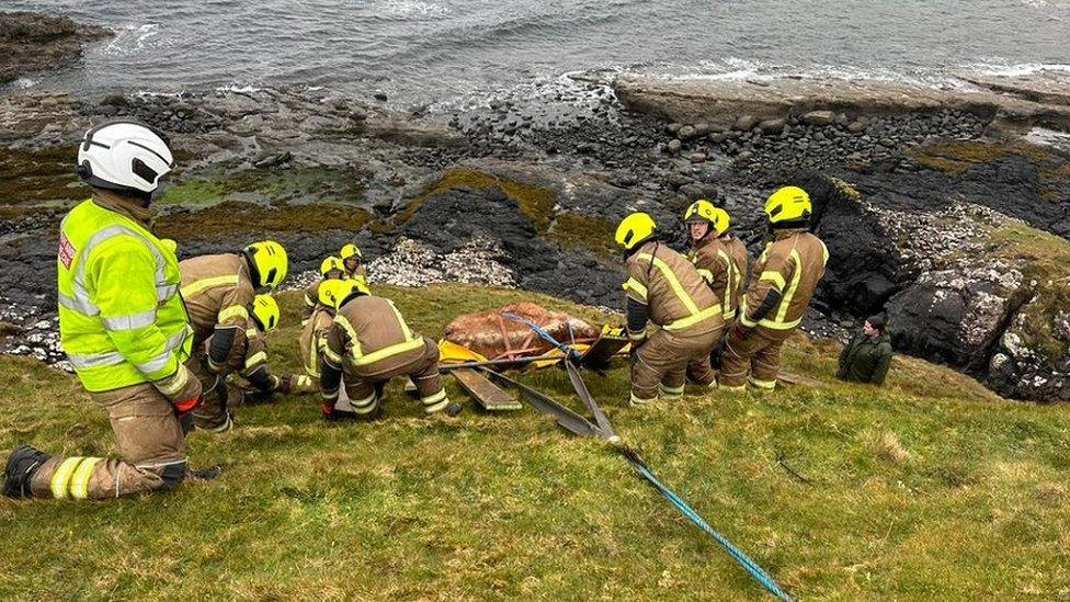 Rescue of pregnant cow