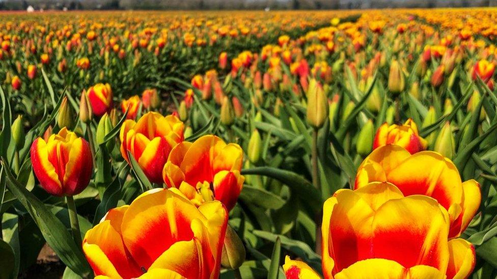 Yellow and orange tulips in west Norfolk field