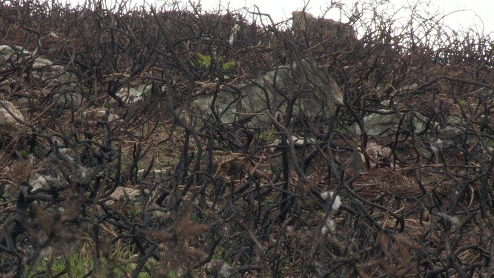 Burnt gorse