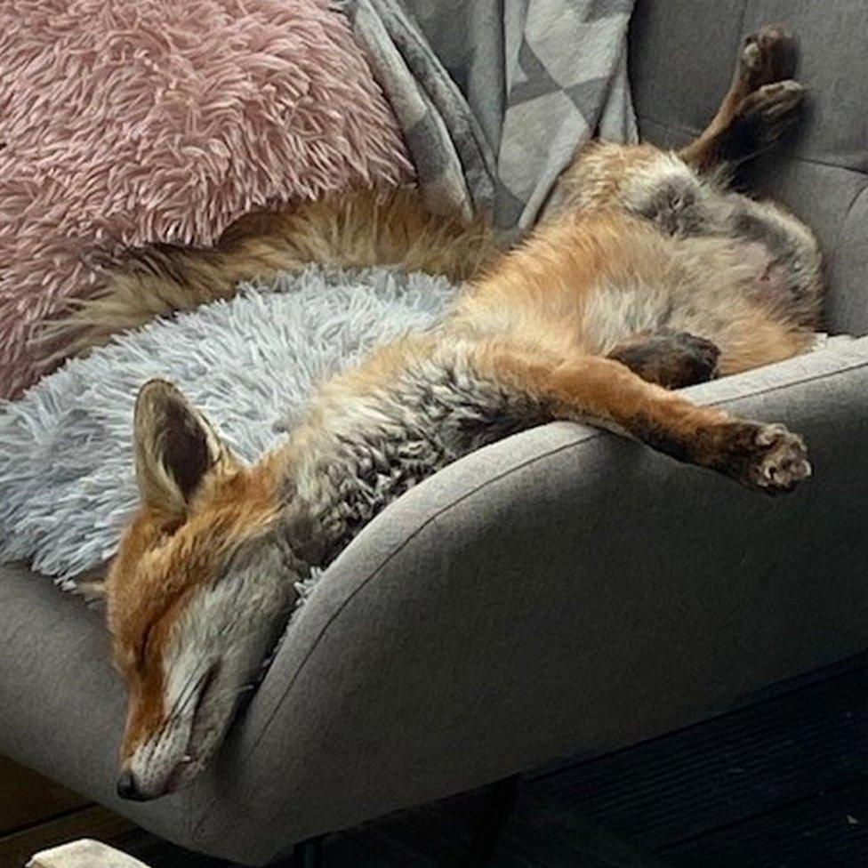 Florence the fox