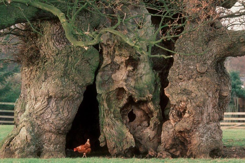 Bowthorpe Oak