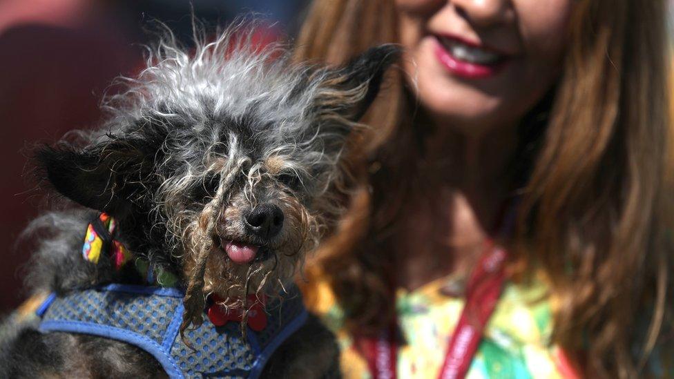 Scamp the Tramp, winner of the World's Ugliest Dog competition posing with his tongue slightly sticking out