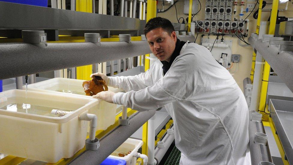 Scientist works in an Australian lab