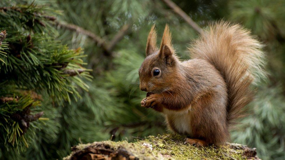 Red squirrel