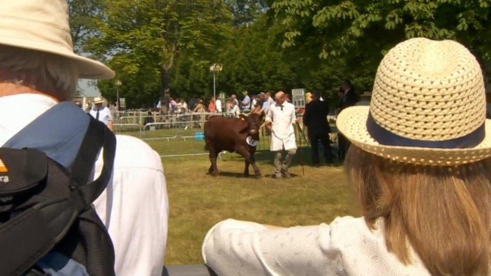 People watching man with cow