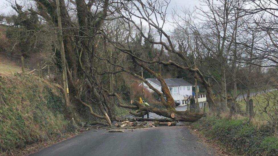 Fallen tree at Glen Maye