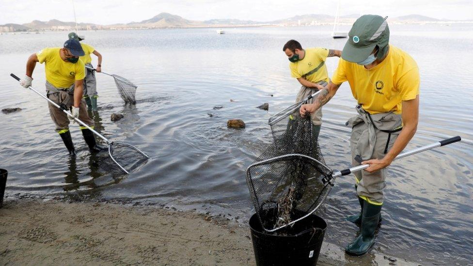 Municipal workers try to clean the beach of dead fish which continue to appear on the shores of Mar Menor