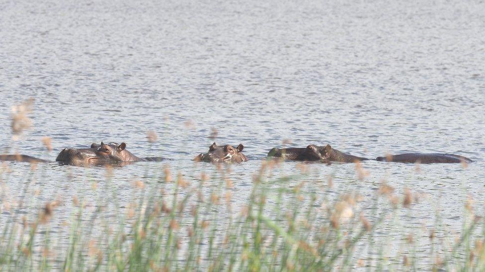 Hippos at Maputo Special Reserve, Mozambique