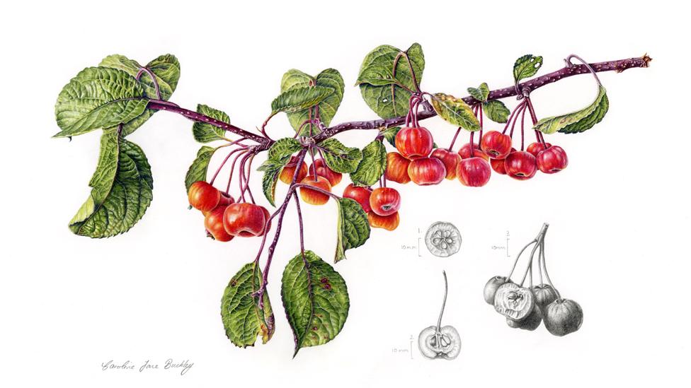 Crabapples by Caroline Buckley