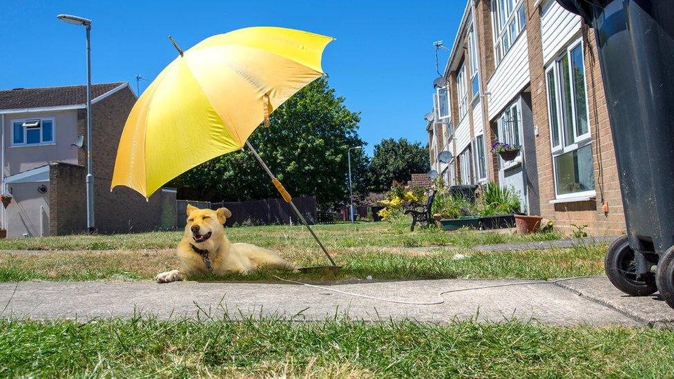 Dog lying under an umbrella