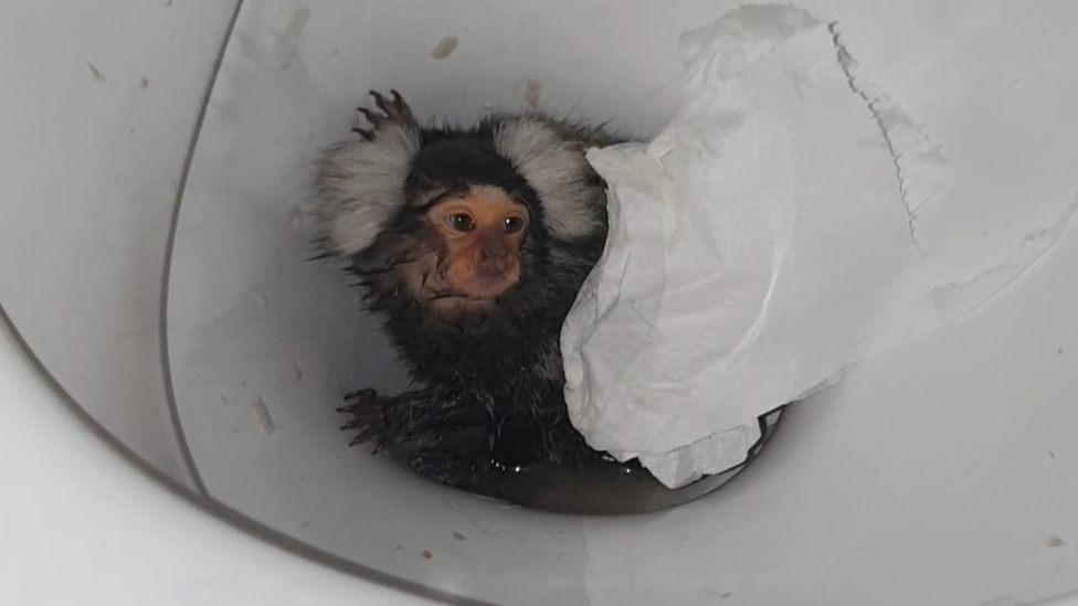 Marmoset in toilet