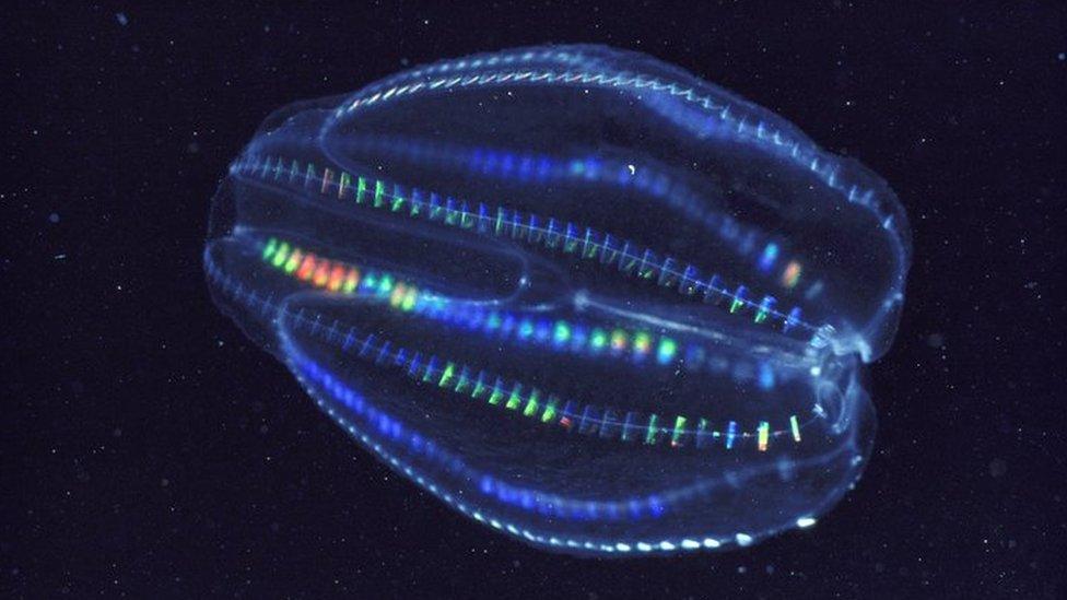 Ctenophore