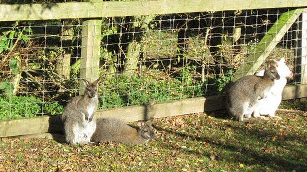 Wallabies at the Animal Education Centre