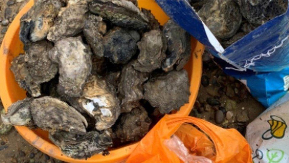 Shellfish in a bucket