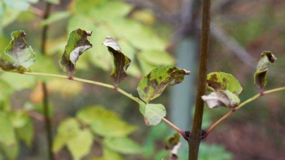 Ash dieback on leaves