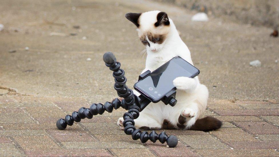 a cat looking confused while holding a phone that is connected to a small tripod