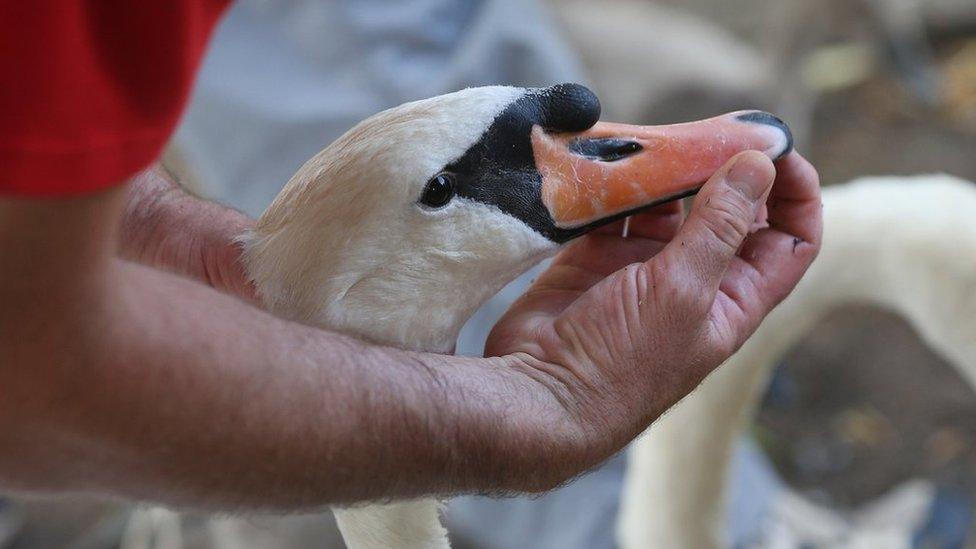 Swan Upping Census 2013