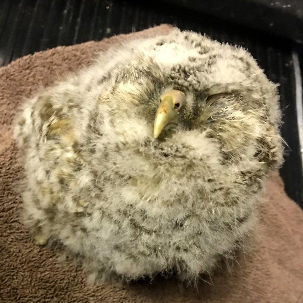 Tawny chick