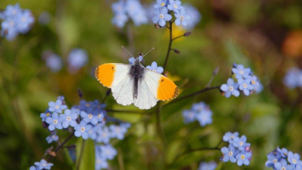 Orange tip butterfly