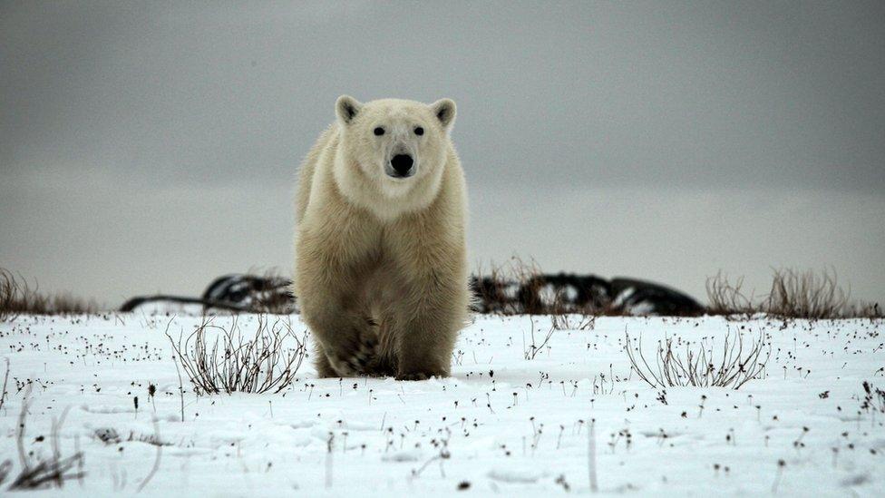 Polar bear