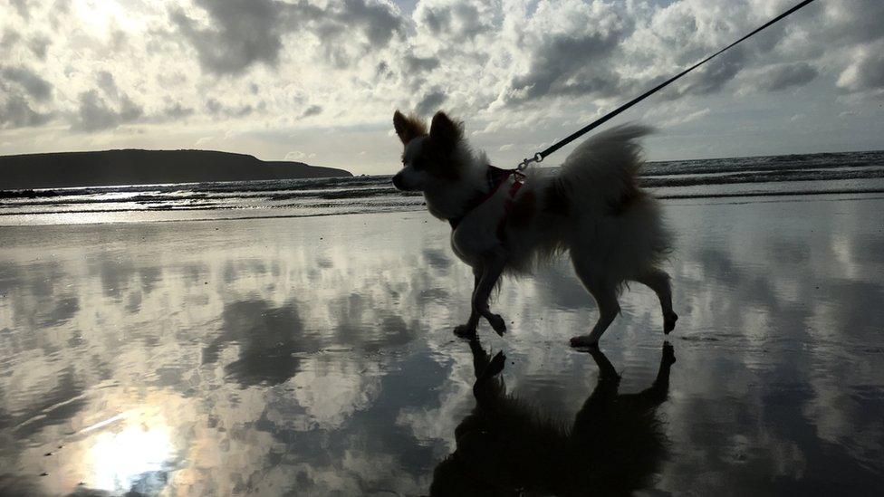 Dog on Broad Haven beach