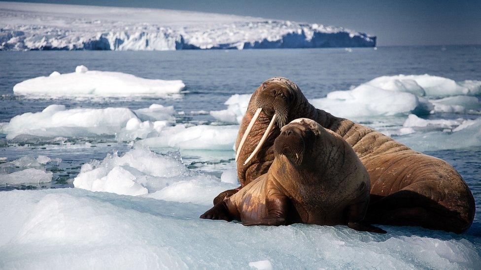 Walrus mother and calf resting on an iceberg, Svalbard, Arctic.