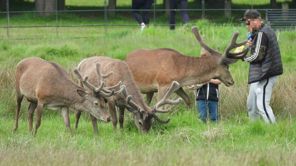 Man seen with deer