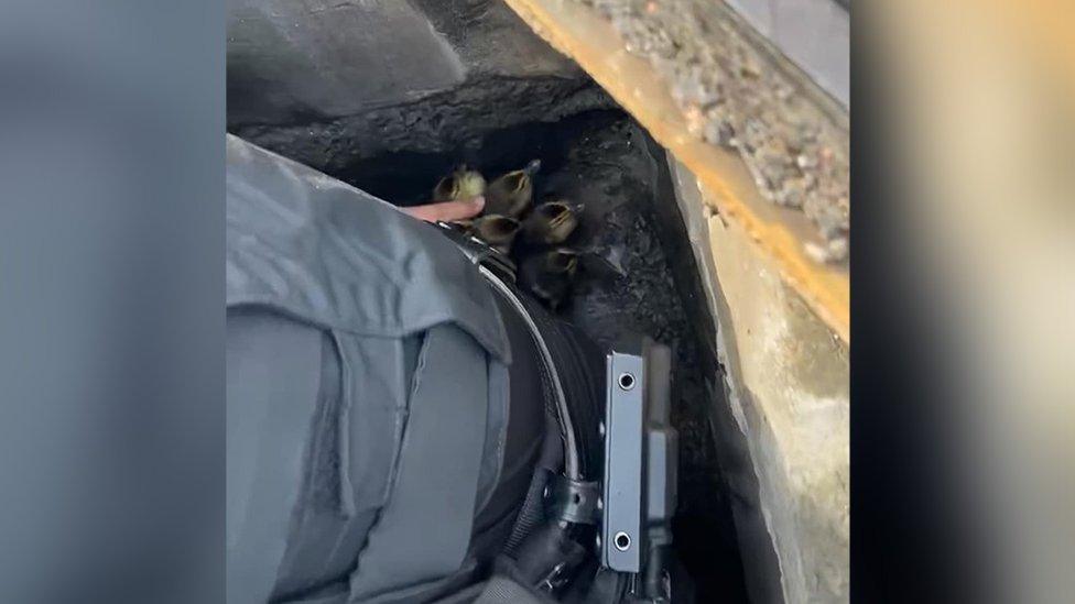 ducks in drain