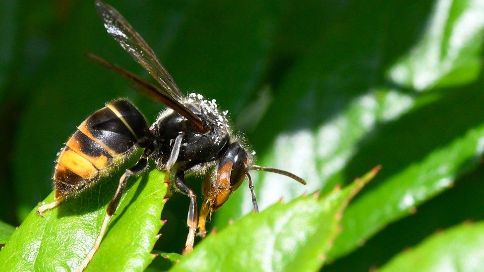 Asian hornet on leaf