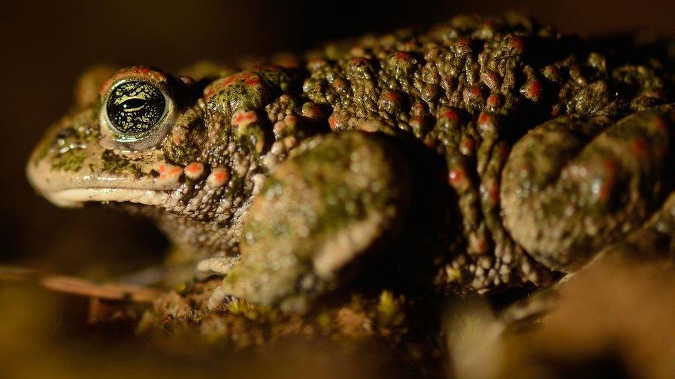 Natterjack toad