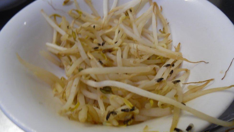 Bean sprouts with multiple small black flies on them